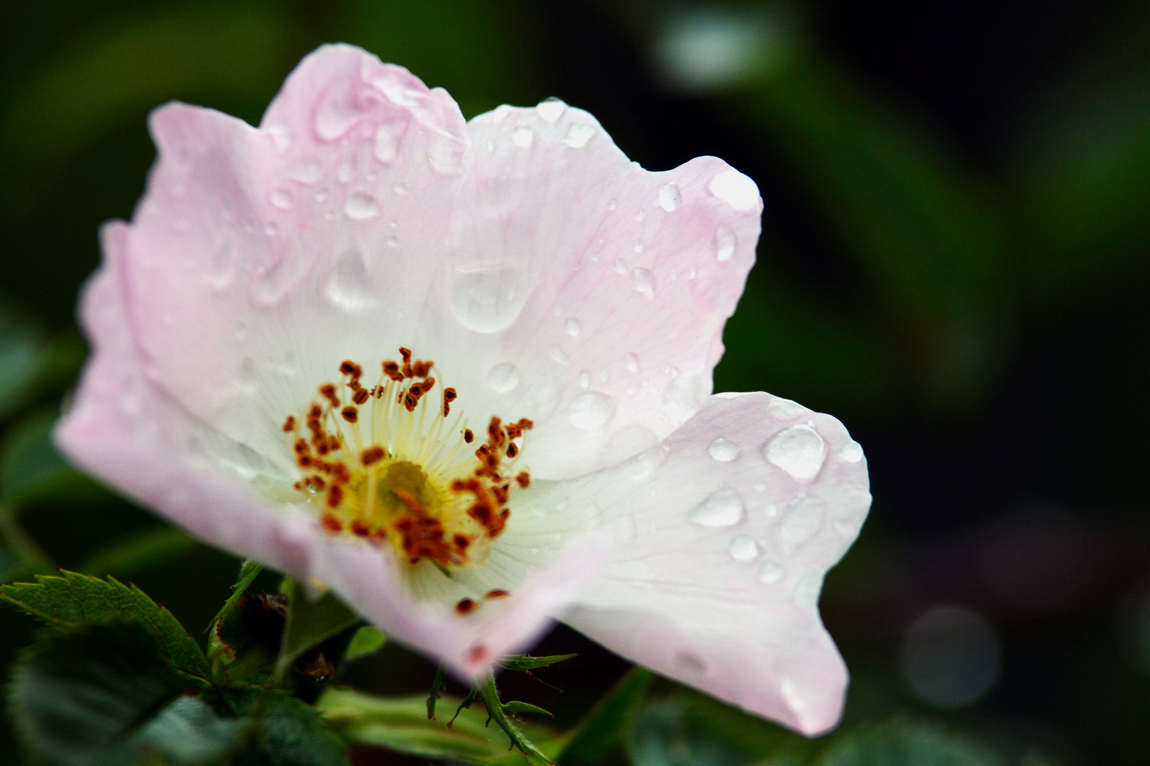 Das Zarte nach dem Regen