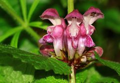 Das zarte rosa Trio