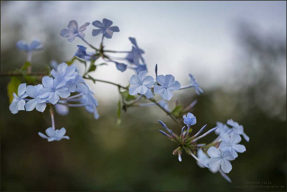 Das zarteste Himmelblau