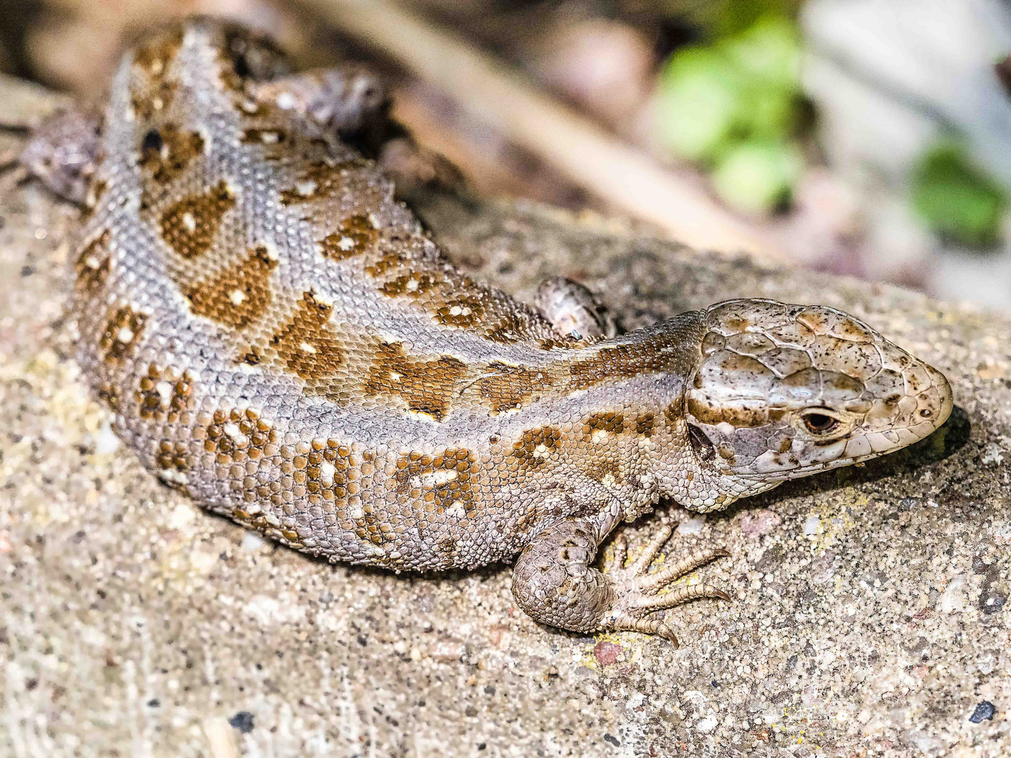 Das Zauneidechsenpärchen in unserem Garten1