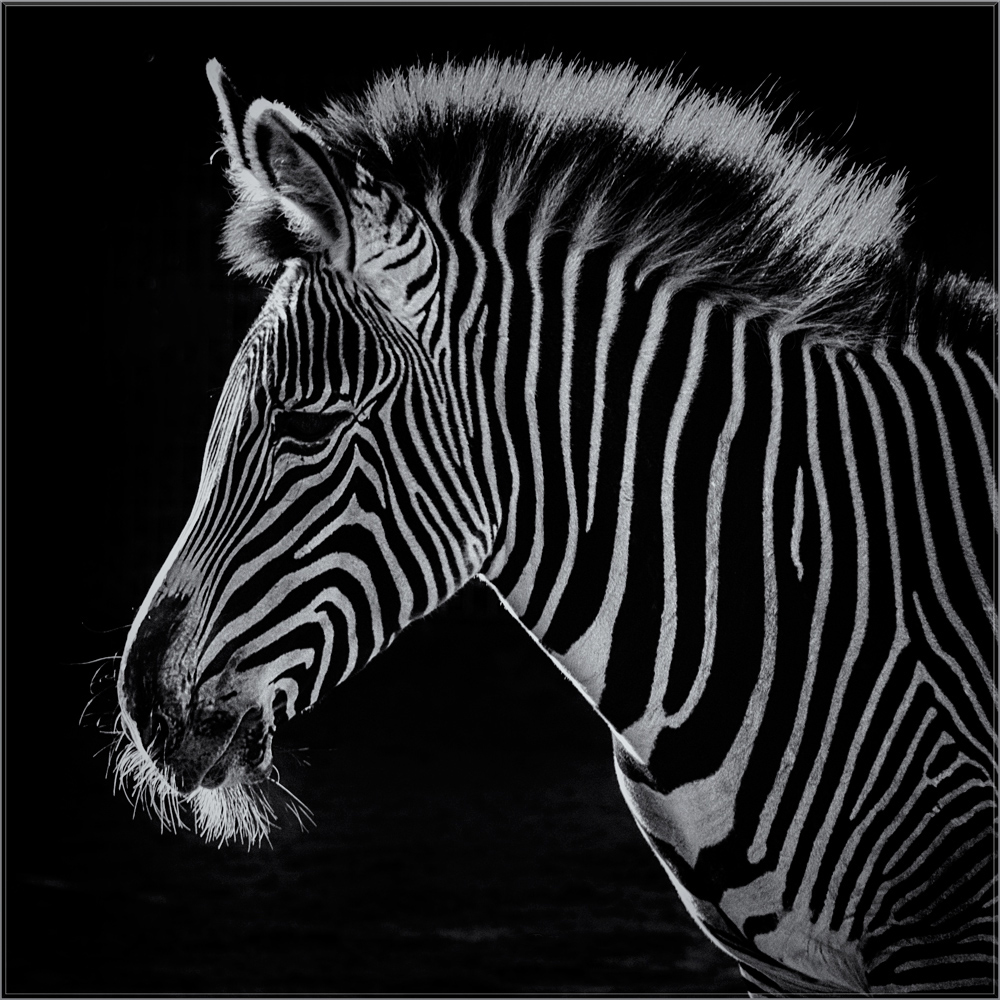 DAS ZEBRA