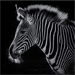 DAS ZEBRA