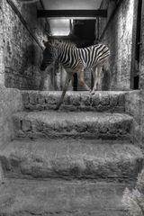 Das Zebra auf der Treppe