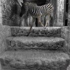 Das Zebra auf der Treppe