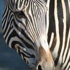 Das Zebra