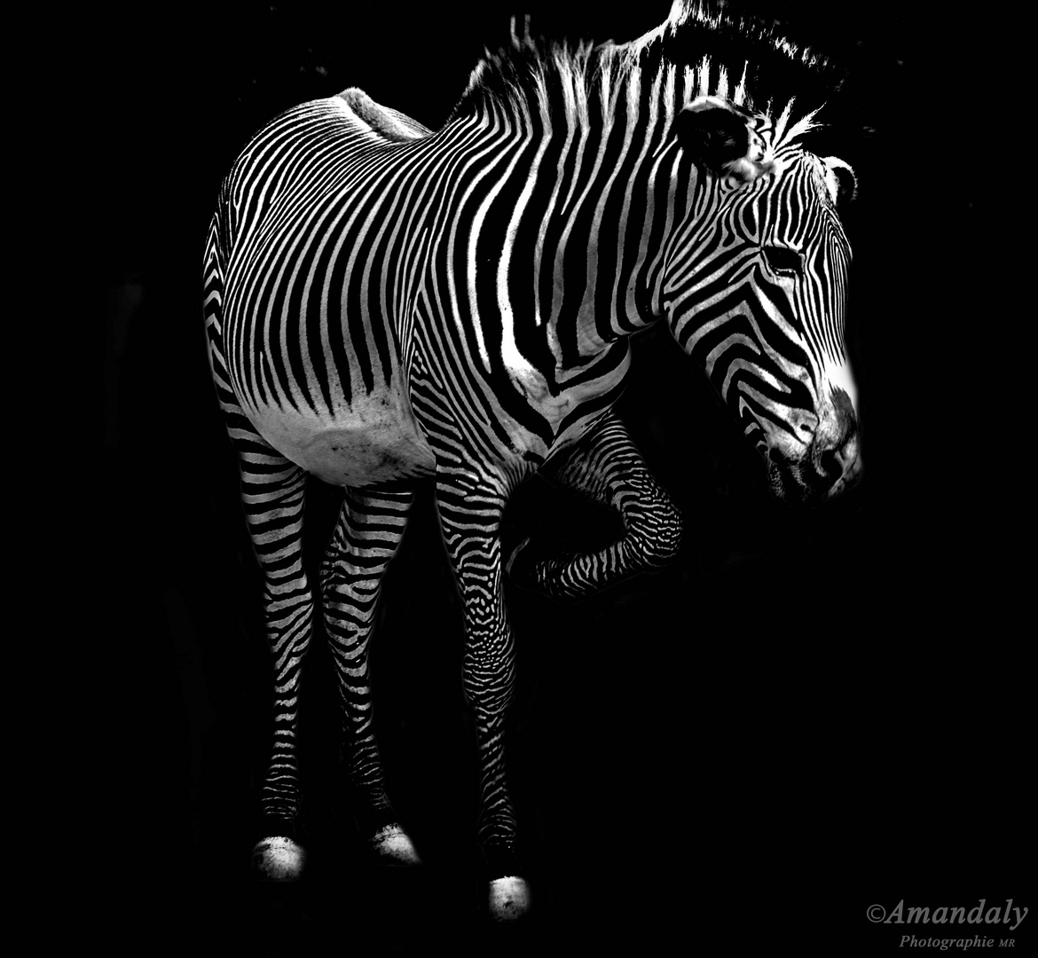 Das Zebra