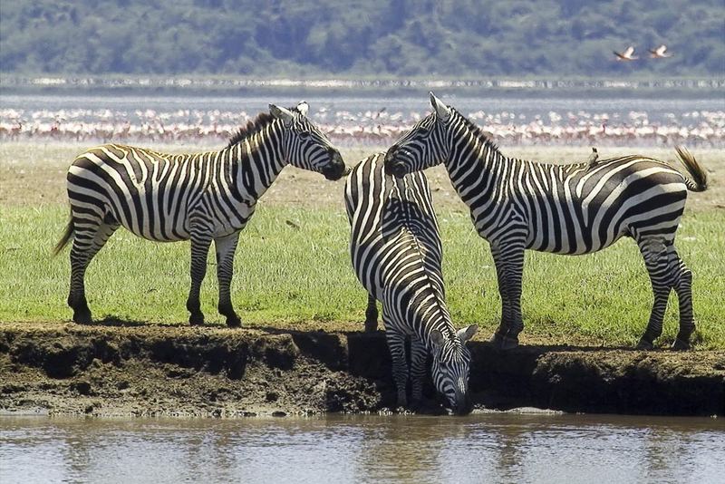 Das Zebra-Dreigestirn