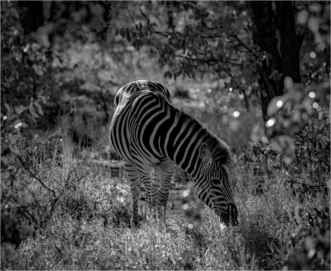 Das Zebra im Wald