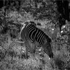 Das Zebra im Wald