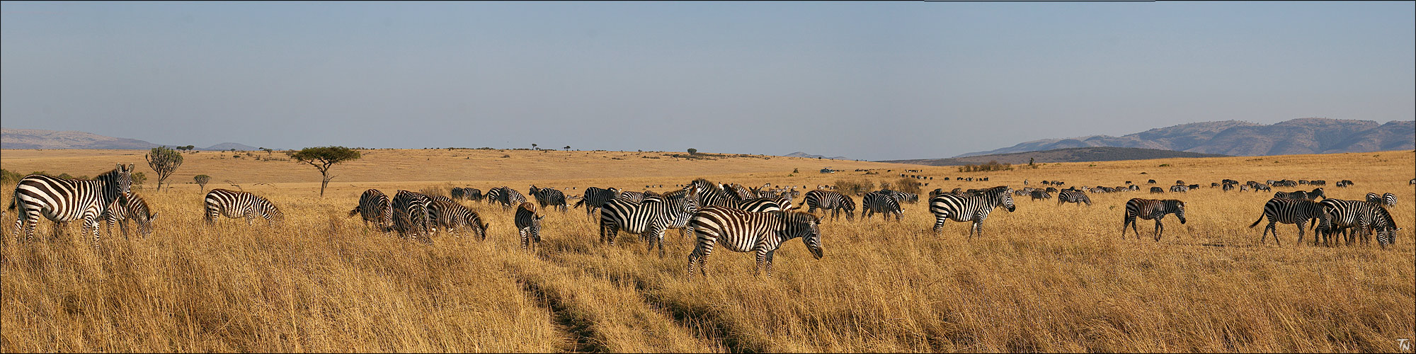 Das Zebra-Pano