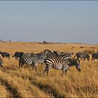 Das Zebra-Pano