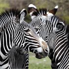 das Zebra-Trio