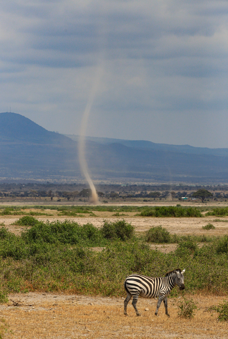 Das Zebra und die Windhose