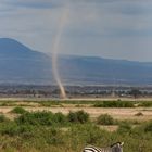 Das Zebra und die Windhose