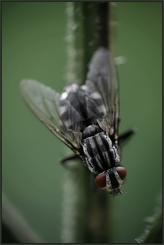 - das zebra unter den insekten -