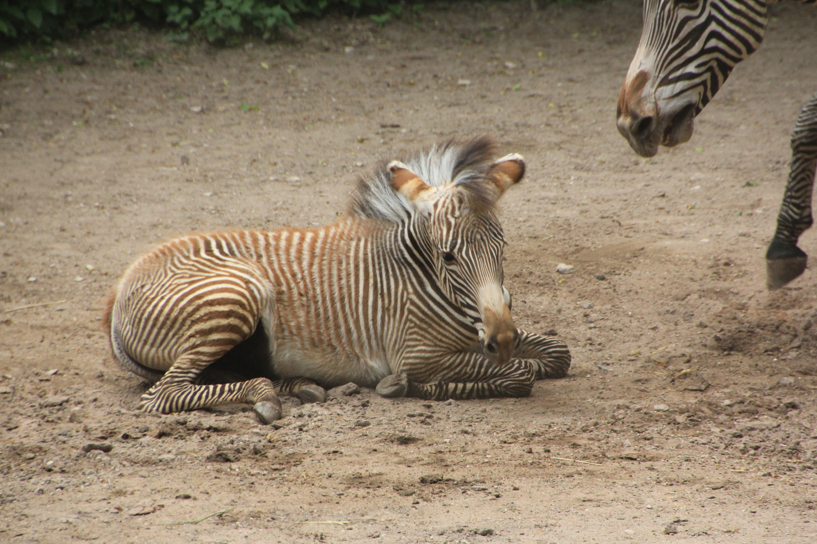 Das Zebrababy