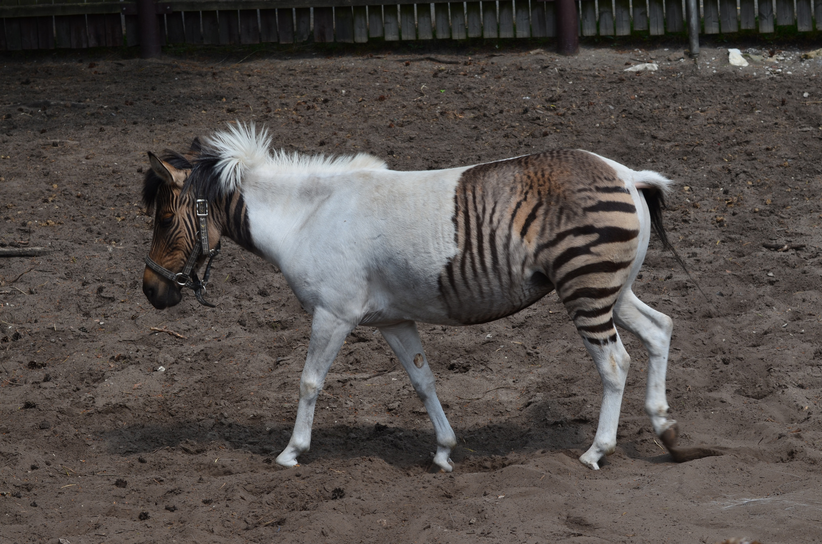 Das Zebrapony