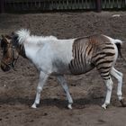 Das Zebrapony