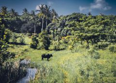 Das Zebu