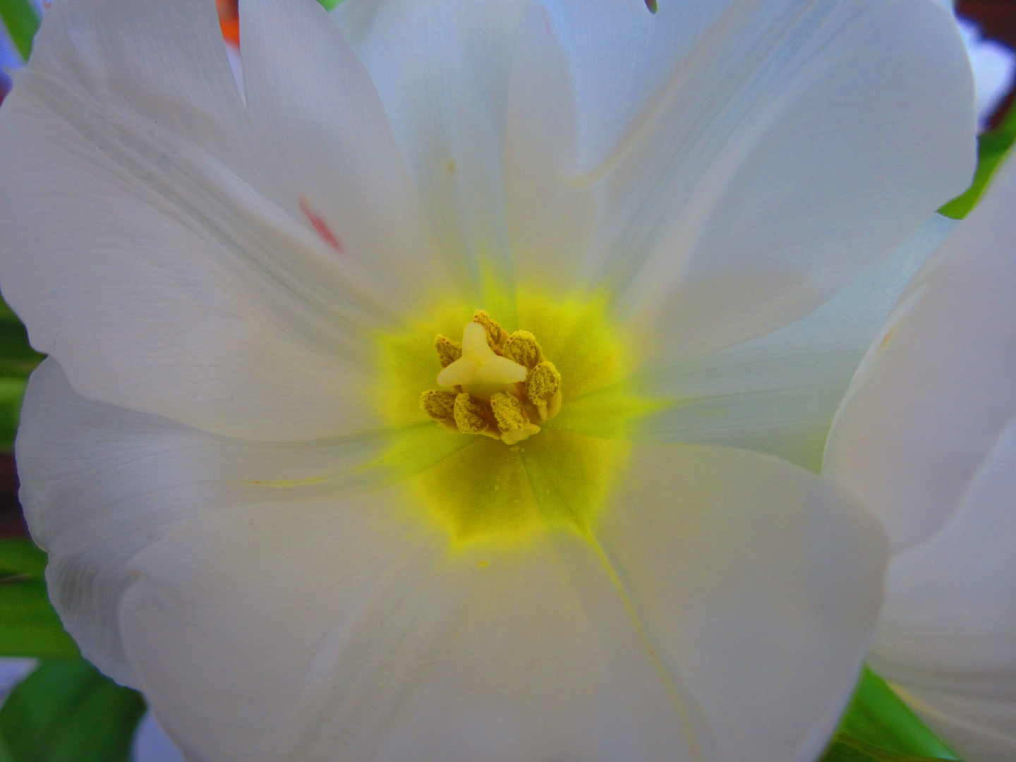 Das Zentrum der Tulpe hat ihre Reize