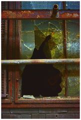 Das zerbrochene Fenster - Zeche Zollverein