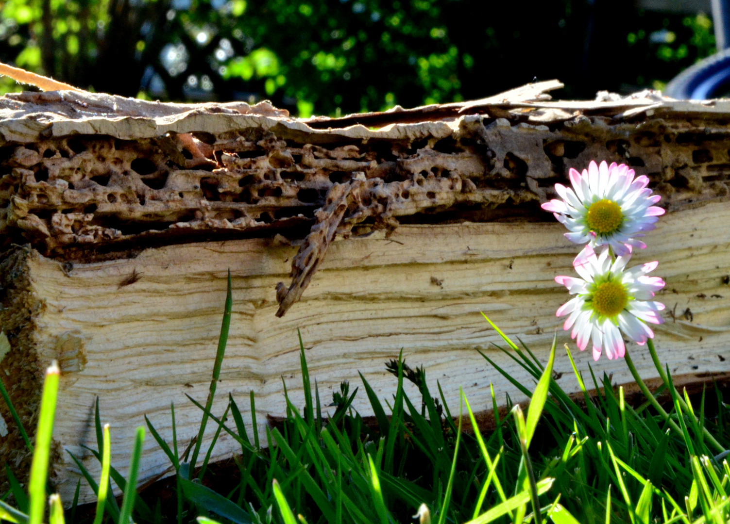 Das zerfressene Holz