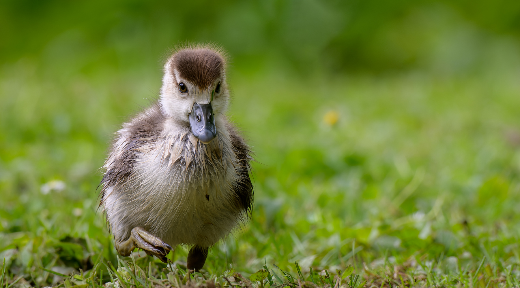 Das zerzauste Gänslein