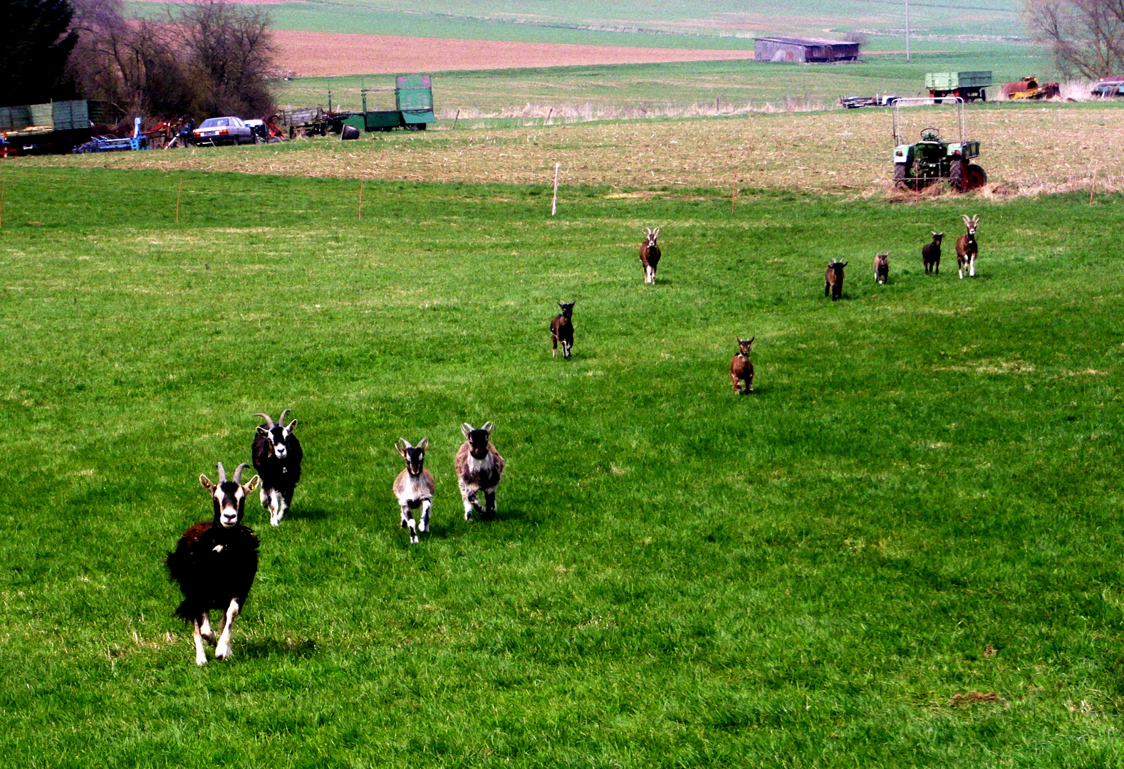 Das Ziegen Galopp