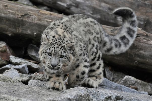 Das Ziel fest im Blick...