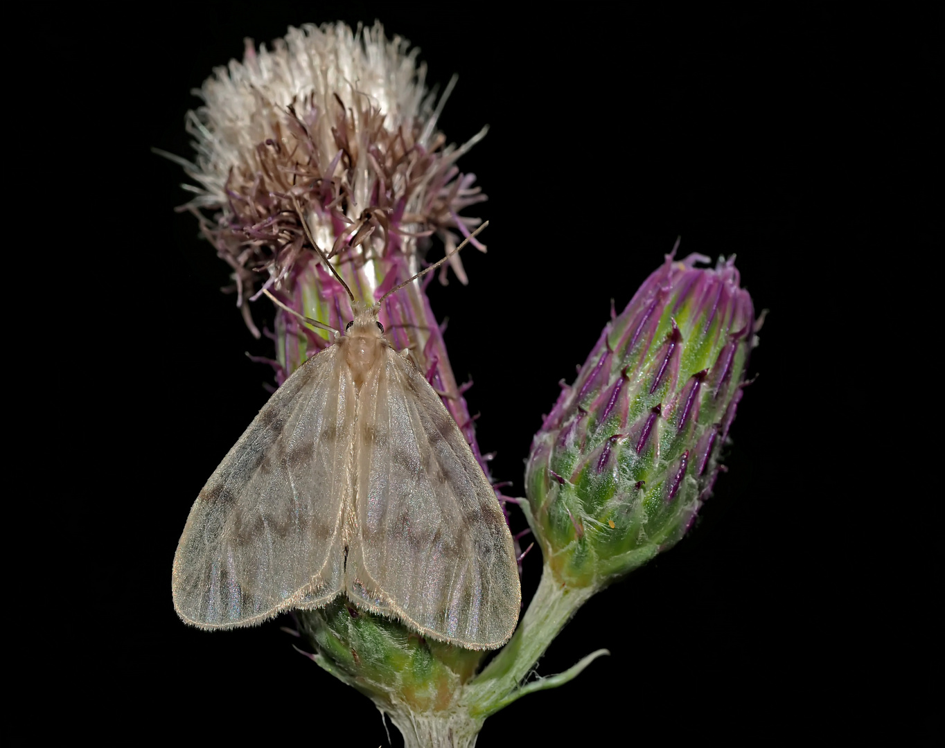 Das zierliche Blankflügel-Flechtenbärchen (Nudaria mundana) - La Mondaine.