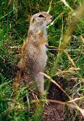 Das Ziesel (Spermophilus citellus)