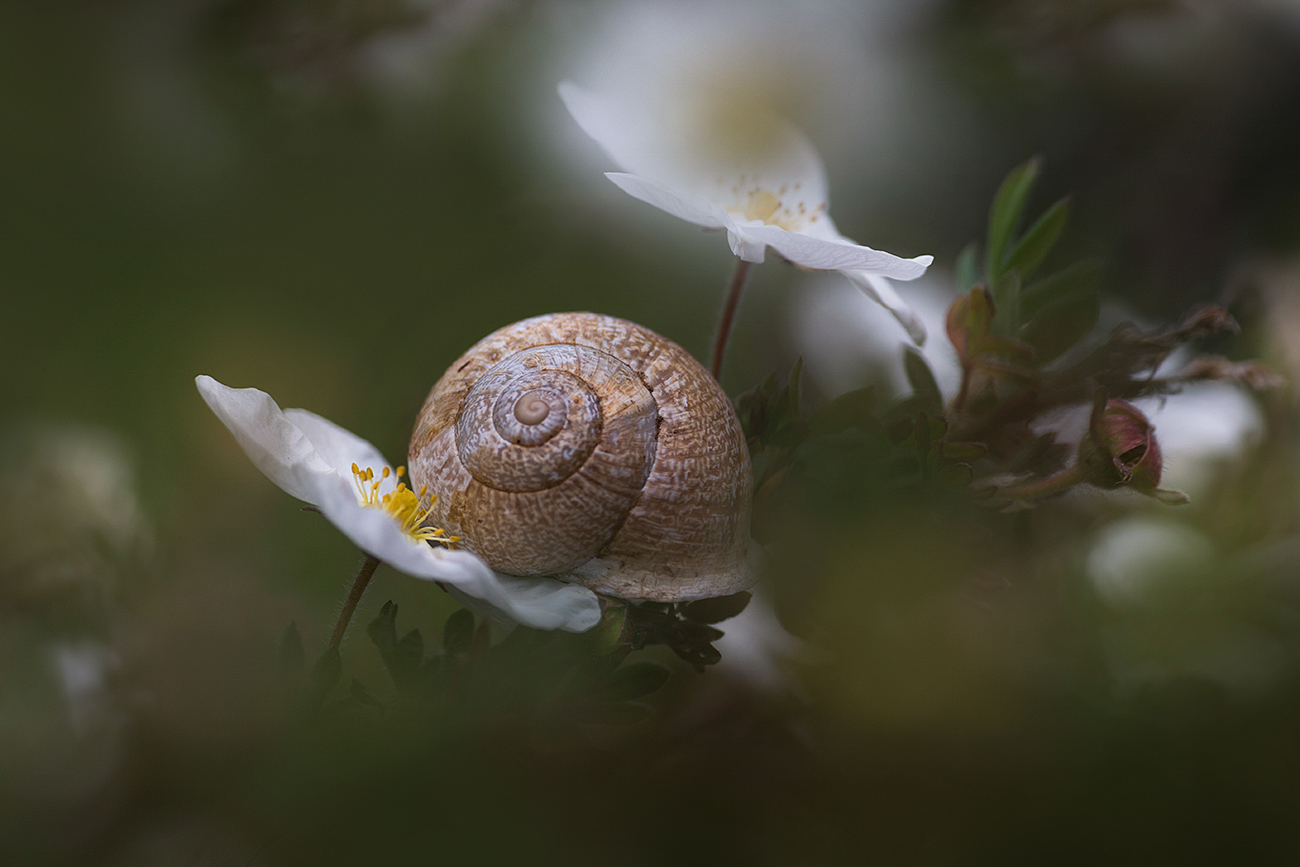 das Zistrosenversteck