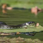 Das Zünglein auf dem Blatte