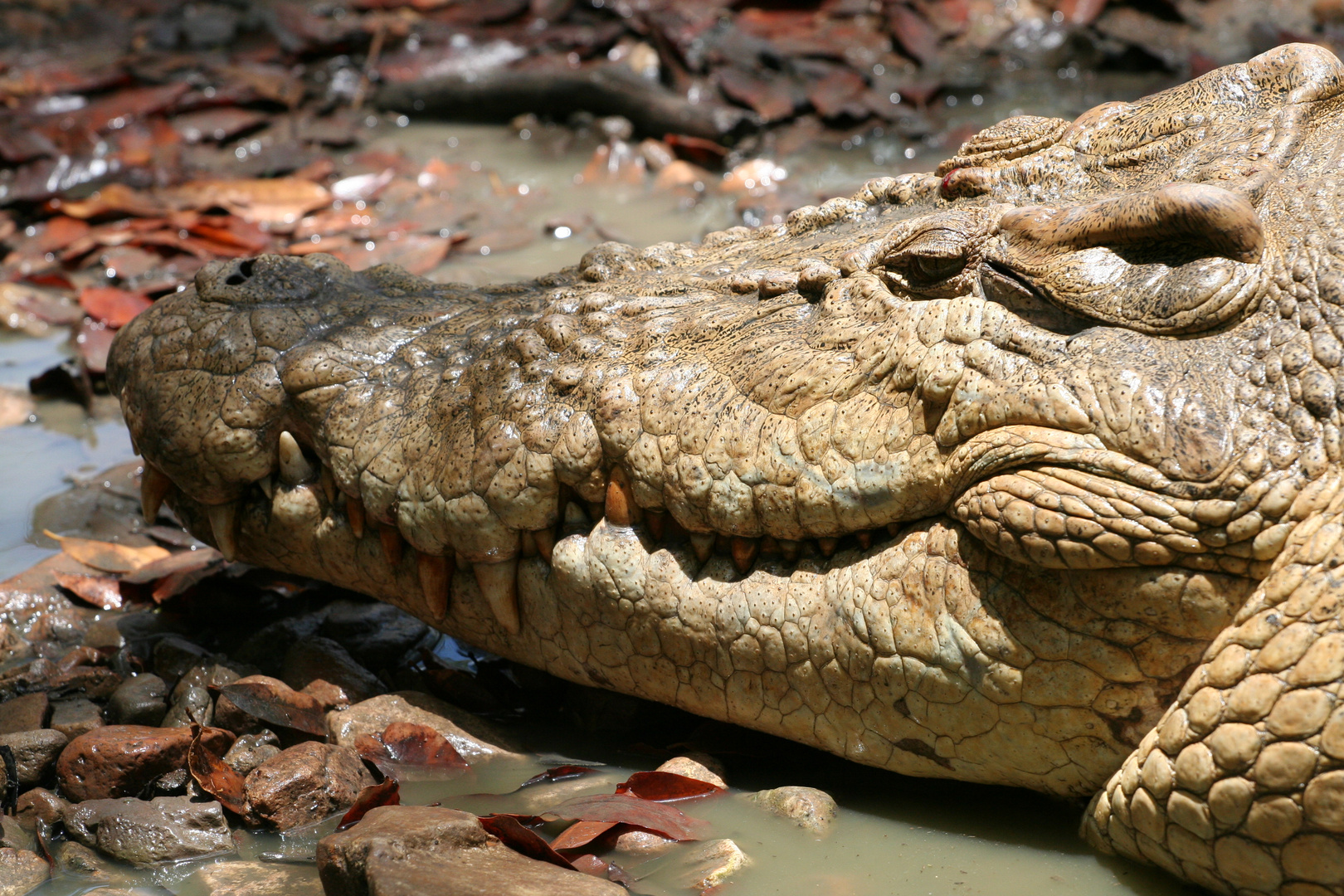 Das zufriedene Salzwasserkrokodil