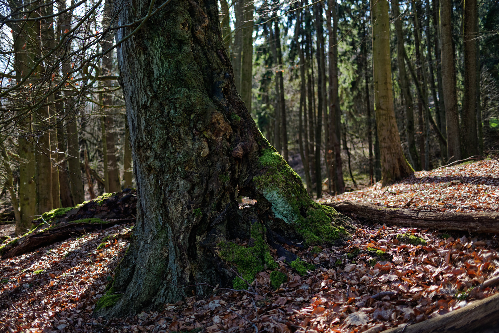 Das Zuhause der Baumgeister