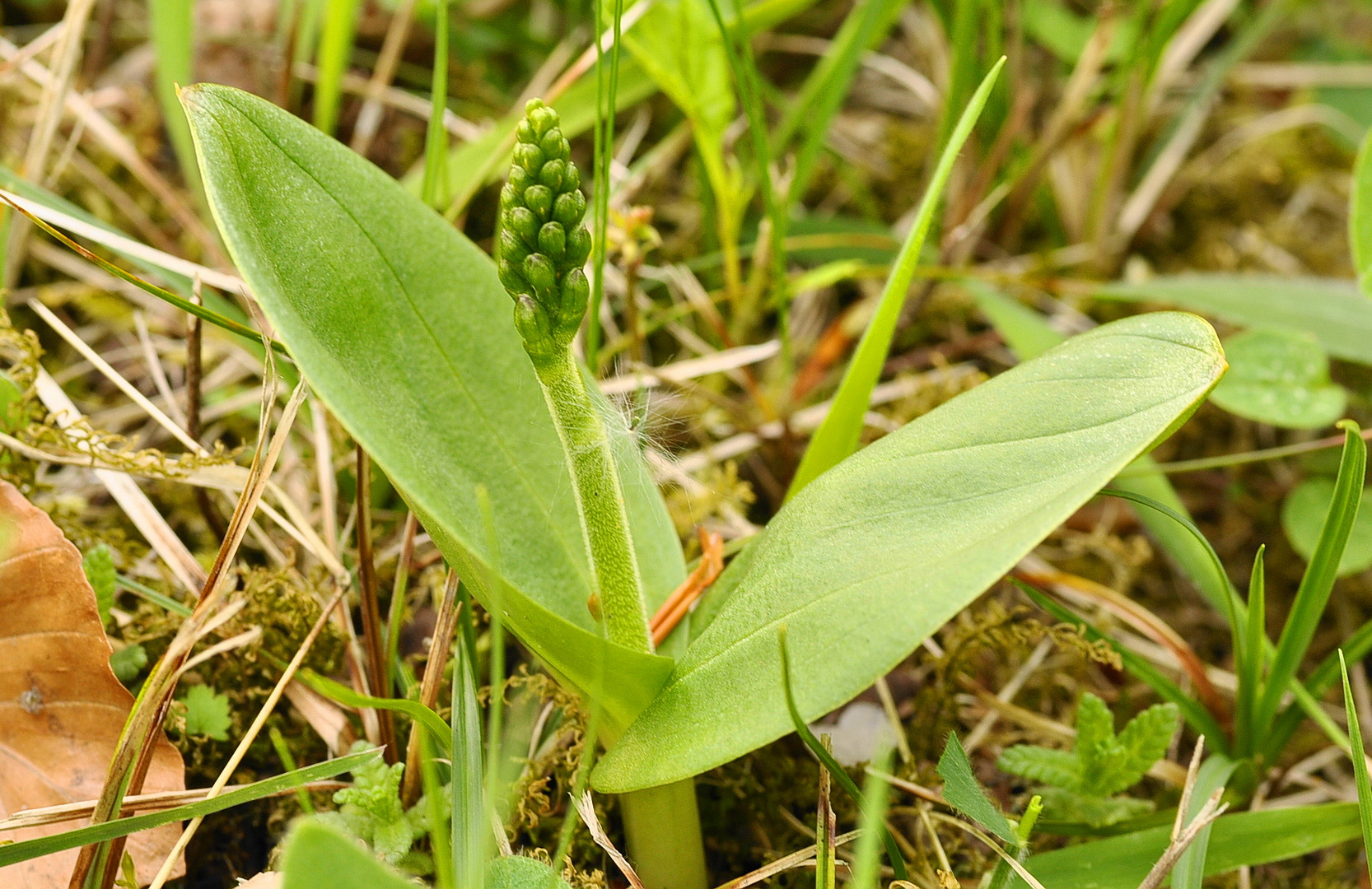 Das Zweiblatt (Listera ovata)