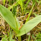 Das Zweiblatt (Listera ovata)