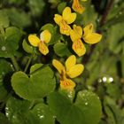 Das Zweiblütige Veilchen (Viola biflora) im Regen