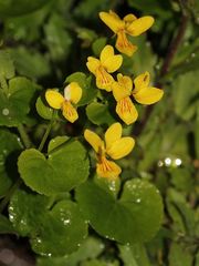 Das Zweiblütige Veilchen (Viola biflora) im Regen