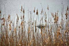 das Zweitbild mit dem versteckten Schwan -