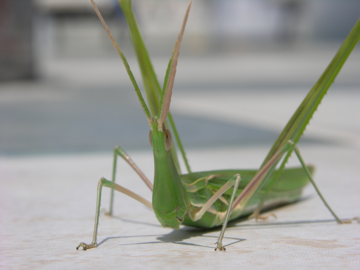 Das zweite Alien auf meinen Spuren...