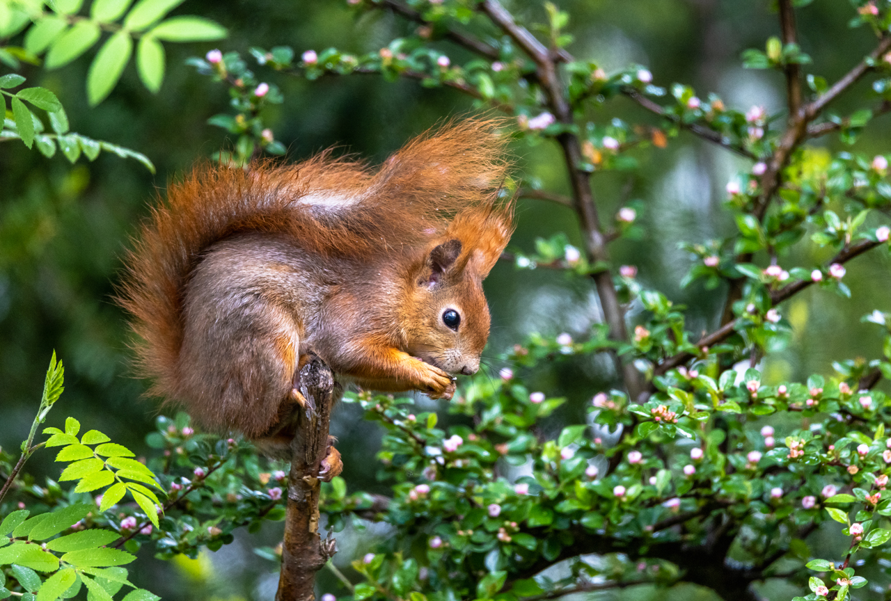 Das zweite Hörnchen