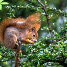 Das zweite Hörnchen