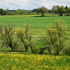 .das.grün.des.frühlings.