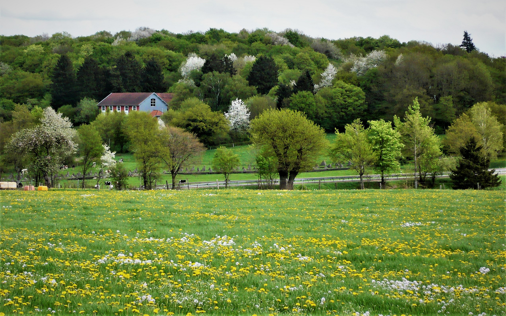 .das.grün.des.frühlings.(2)