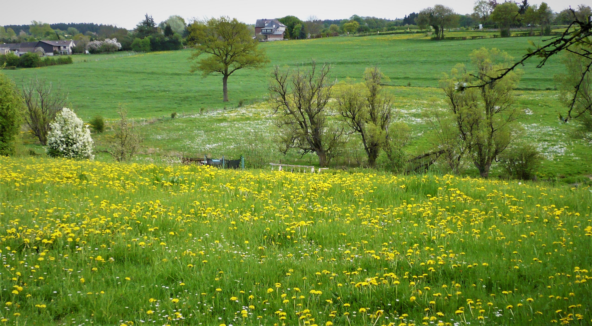 .das.grün.des.frühlings.(3)