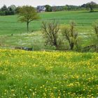 .das.grün.des.frühlings.(3)