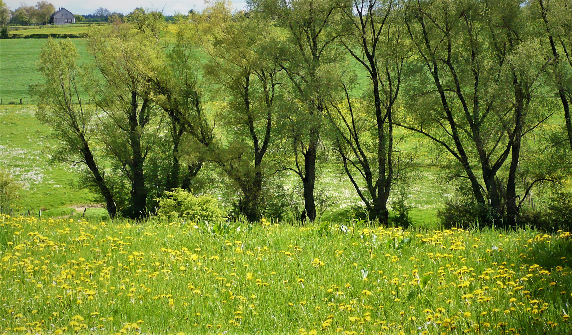 .das.grün.des.frühlings.(4)