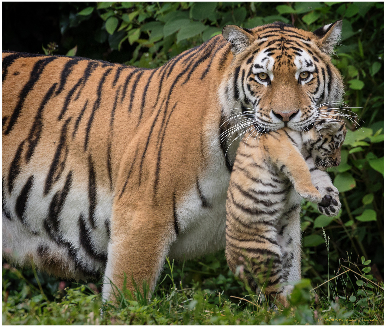 Dasha-mit-Cub-Zoo-Duisburg