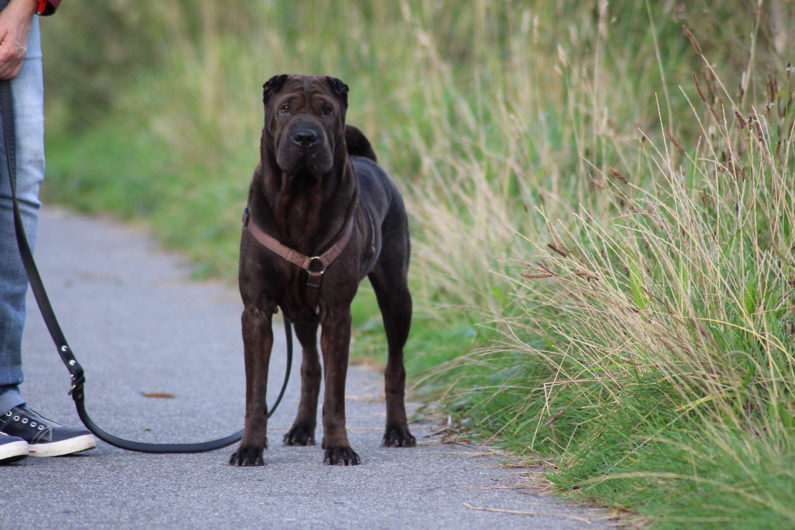 Dasha, our sweet Shar-Pei